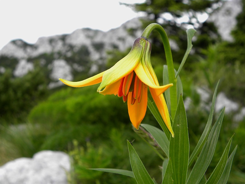 istria2009 1147.jpg - Risnjak